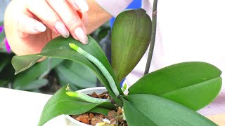 Спасаю орхидеи и дарю их ... // Уценённые орхидеи - Технология спасения.