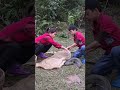 #Eps004 Bac and Diep's skills in catching carp and giant catfish for sale, enjoy grilled chicken by