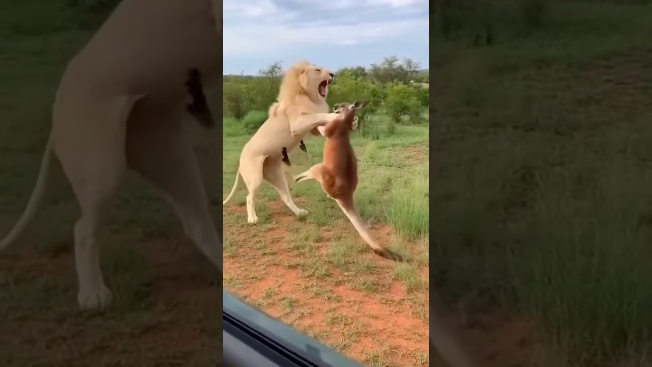 Standing Fight: Kangaroo Dominates White Lion!