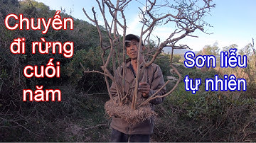 Đi rừng cuối năm khai thác nhiều cây bonsai tự nhiên đẹp ..