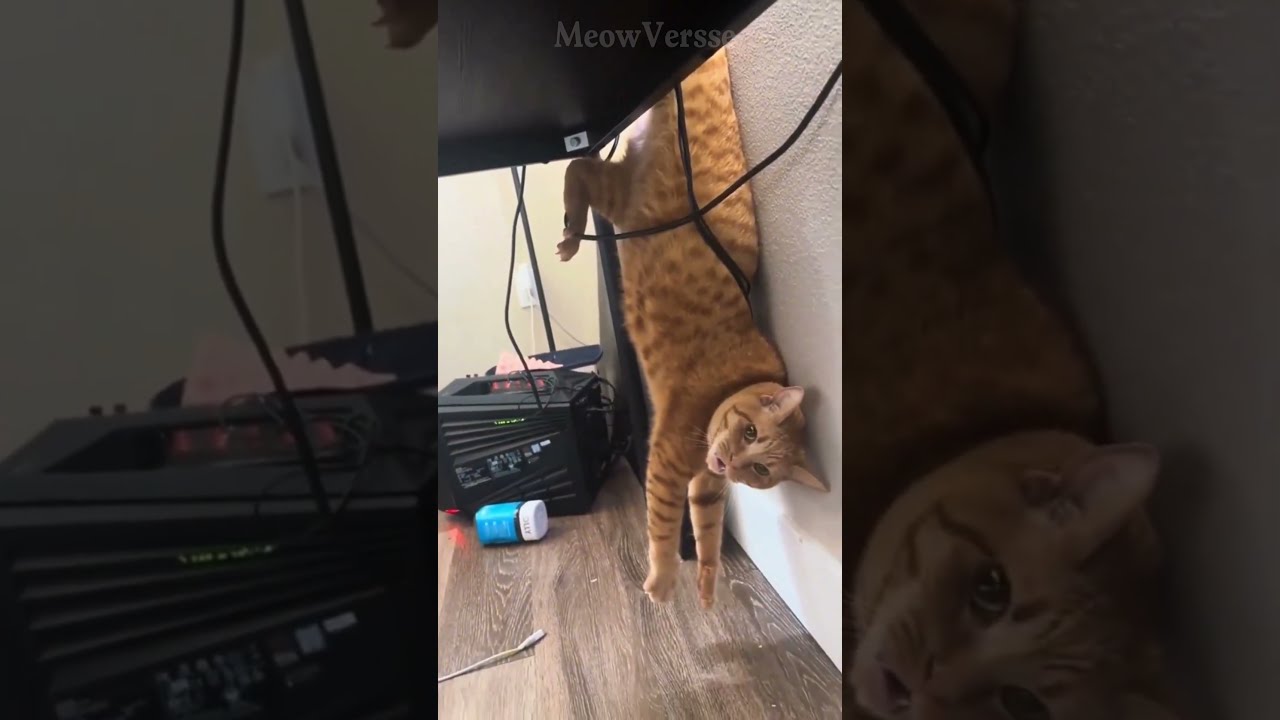 This Cat Acts Like A Human Shorts Catsoftiktok Cutecats