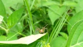 TEST VIDEO OPPO A37F 1080P
