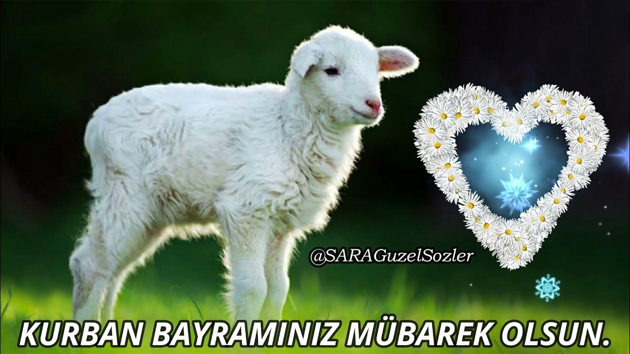KURBAN BAYRAMI KUTLAMA VİDEOLARI YouTube