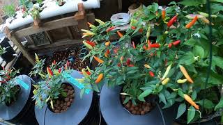 My Hydroponic Greenhouse, 17 Weeks Of Growth. Bring On The Hot Peppers