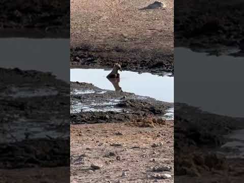 Cool sighting of Hyena in the water -  Etosha #wildlifeofafrica #namibiasafari #etoshanationalpark