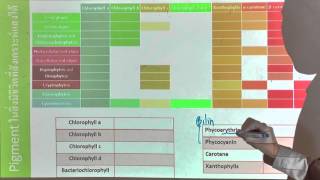 การสังเคราะห์แสง (Photosynthesis)---BioMastery