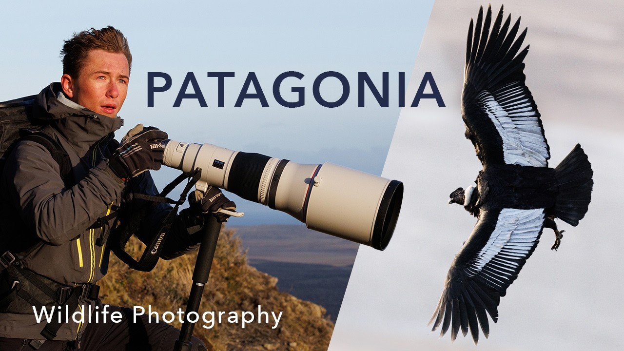 Фотосъемка дикой природы в Патагонии