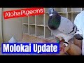 Pigeon Racing, Lessons Learned