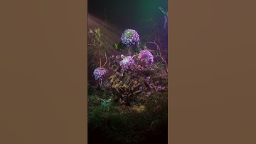 🌞 Projection Mapping on Flowers