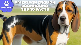 American English Coonhound - Top 10 Facts | Dog Facts by Vibeza - Paw 42 views 8 months ago 2 minutes, 24 seconds