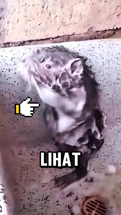 Tikus Mandi Seperti Manusia 😳