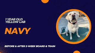 Navy - 1 Year Old - Lab - 2-Week Board & Train | Before & After