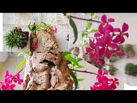 Видео: Тиландсия атмосферна: правила за грижа за растение у дома. Описание на видовете и методите за тяхното размножаване
