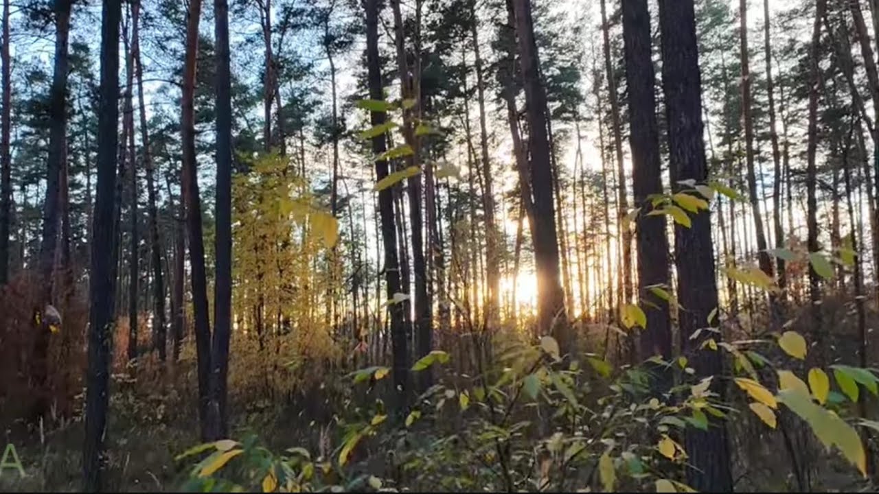 ГАЙДА ПО ГРИБИ 1 листопада Київська область