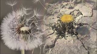 Terranigma "Revival of Plants" (Dandelion Seedling) Orchestral Arrangement