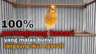 kenari bahan akan langsung nyaut setelah melihat ini