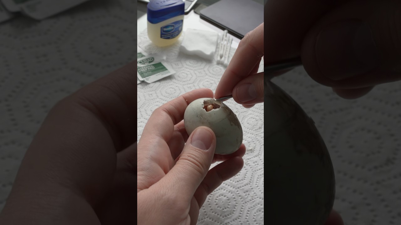 Call Duck Hatching / Helping Eggs Hatch 