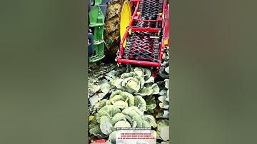 Best Innovative Cabbage Harvesting Machine