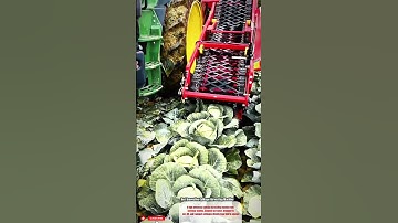 Best Innovative Cabbage Harvesting Machine