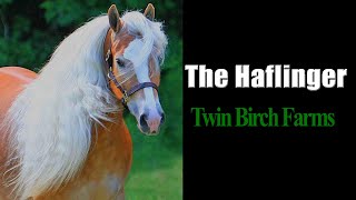 TWIN BIRCH FARMS HAFLINGERS  NEW YORK