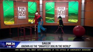 Meet Sailor the 'smartest dog in the world'