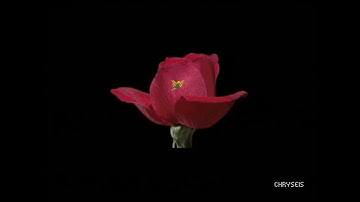 Commodore Amiga AGA demo: Chryseis - Rose (1995)