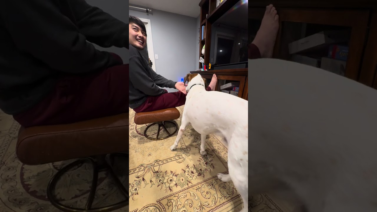 PJ clicker training to rump over the legs. Session #2