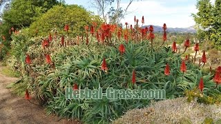 Алоэ древовидное (столетник) • Aloe arborescens - лекарственное растение