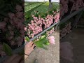 Выгонка тюльпанов +77056786666 #выгонкатюльпанов #farming #agriculturalequipmentatbestprice #цветы