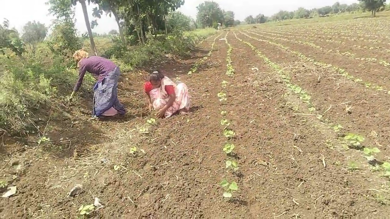 28 June 2025 कपाशी खुरपण सुरुवात🌿🌿