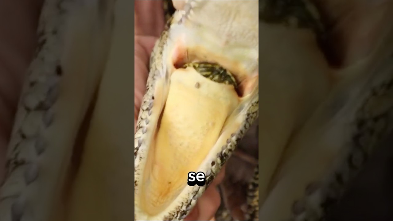 Esta tortuga fue devorada por un cocodrilo, pero ...