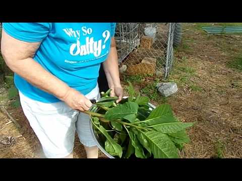 Video: Pokeberry Plantepleje og anvendelser: Sådan dyrkes Pokeberries i haven