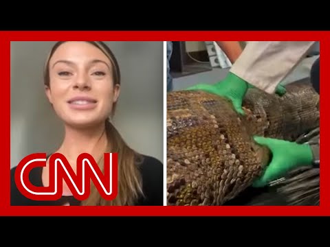 'Never smelled anything like that': Scientist finds gator inside 18-foot python