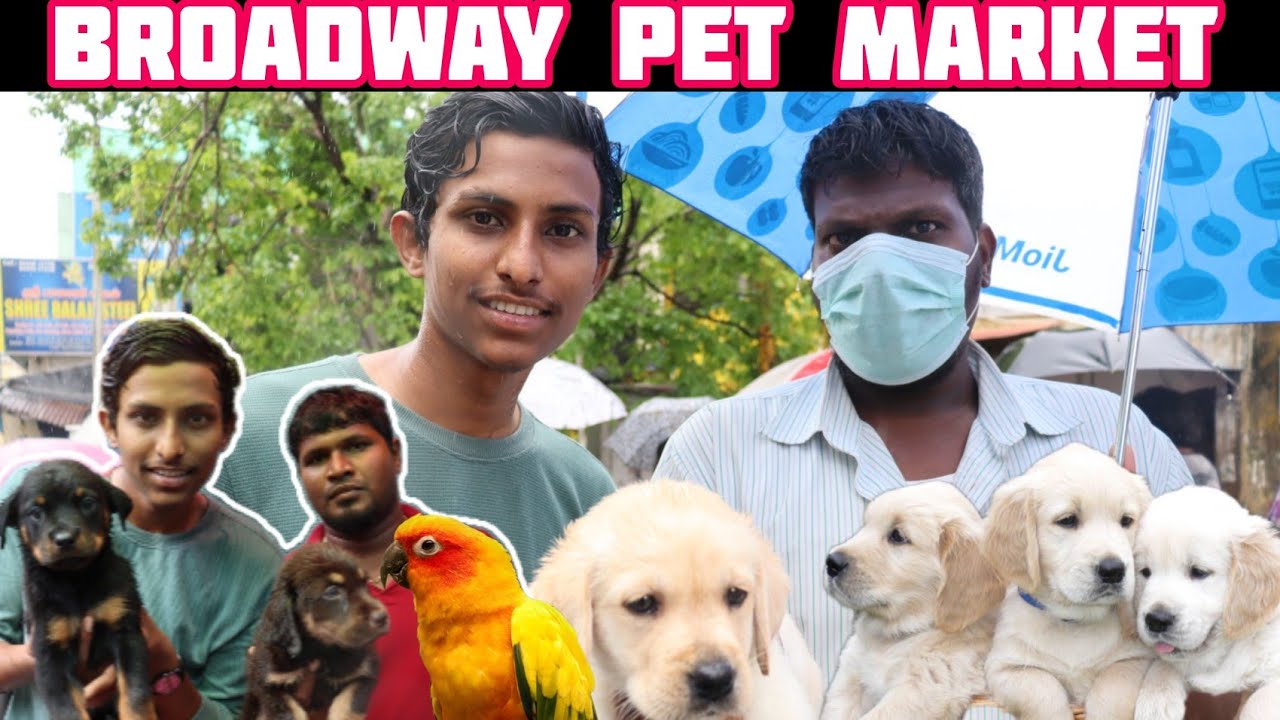 Cheapest Pet Market In Chennai Sunday Pet Market💥Imported Dogs,Birds