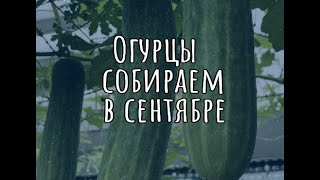 Огурцы собираем в сентябре