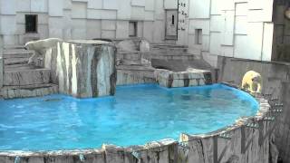 アイラの機嫌を直すララ~Polar Bear mother corrects the mood of cub