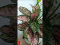 New incredible creation of almighty allah Features and Updates You NEED to know about #trending