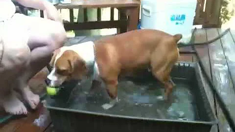 Louie in puppy pool