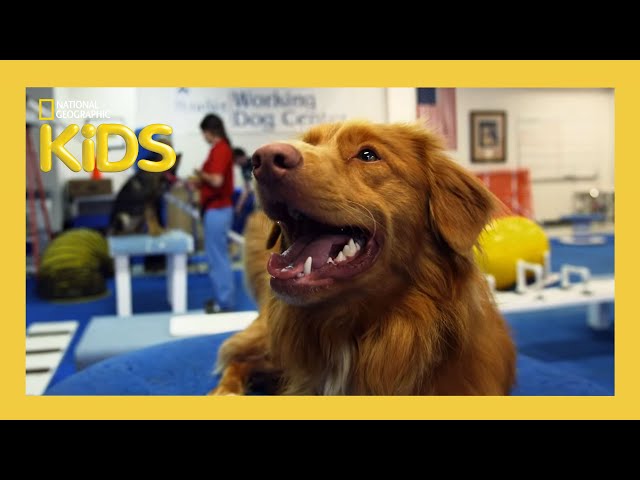 Learn About the Evolution of Dogs 🐶 | Weird But True! | S1 E4 | Full Episode | @natgeokids​ class=