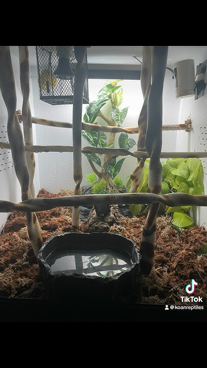 Green tree python setup‼️ baby chondro - YouTube