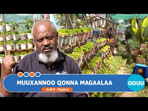 MUUXANNOO QONNA MAGAALAA 