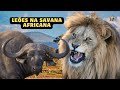 Explorando o Mundo dos Leões na Savana Africana