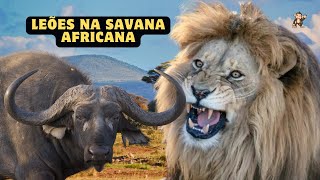 Explorando o Mundo dos Leões na Savana Africana