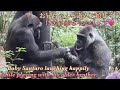 1人で遊んでたら、お兄ちゃんが遊びに来てくれて嬉しそうな赤ちゃんゴリラ♪⭐️Gorilla【京都市動物園】Baby Santaro happily playing with Kintaro!