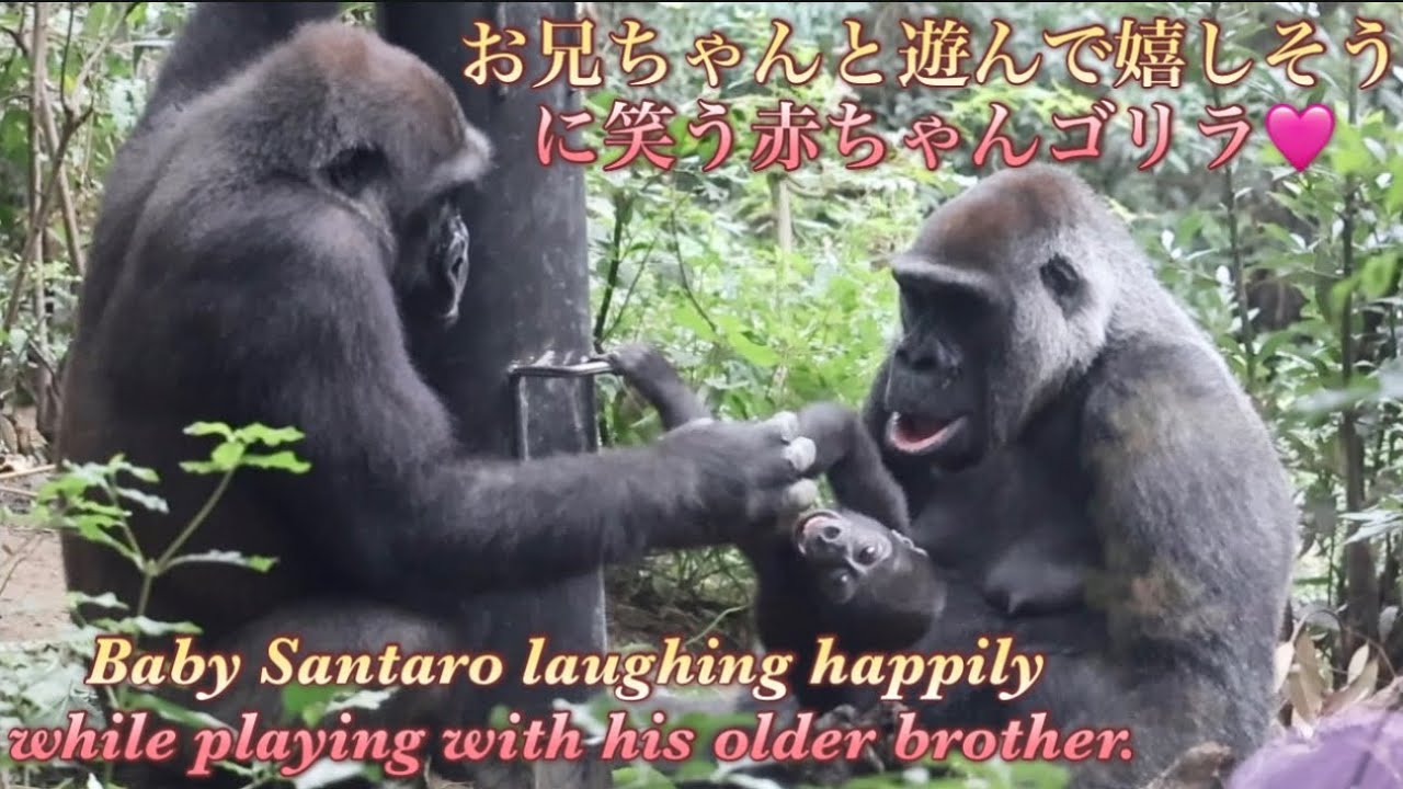 1人で遊んでたら、お兄ちゃんが遊びに来てくれて嬉しそうな赤ちゃんゴリラ♪⭐️Gorilla【京都市動物園】Baby Santaro happily playing with Kintaro!