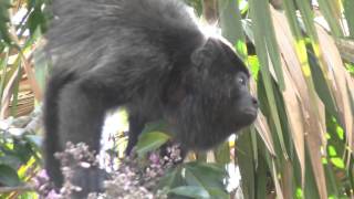 Howler Monkey at Lamanai in Belize