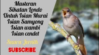 Masteran Sikatan Londo Untuk Isian Murai Batu, Samyong dan Wambie, Suara Jernih, Tembakan Rapet