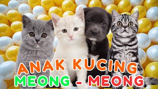ANAK KUCING MEONG MEONG‼️ KUCING LUCU-LUCU KUCING JOGET‼️KUCING MEONG MEONG #kucinglucu #catlovers