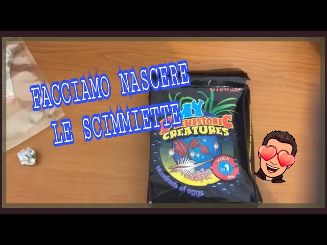 Scimmie di mare - Satisfiction