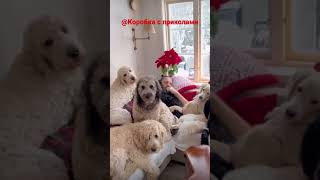 Собачий Позитив😂😂😂,Умора😂😂😂/Funny Dogs Video